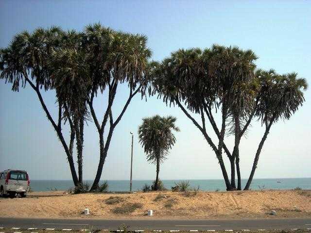 Hokka Trees Diu Photo 1