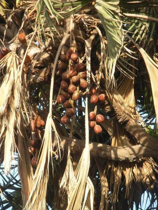 Hokka Trees Diu Photo 3