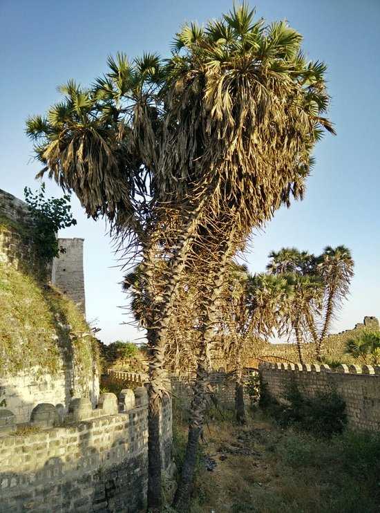 Hokka Trees Diu Photo 2