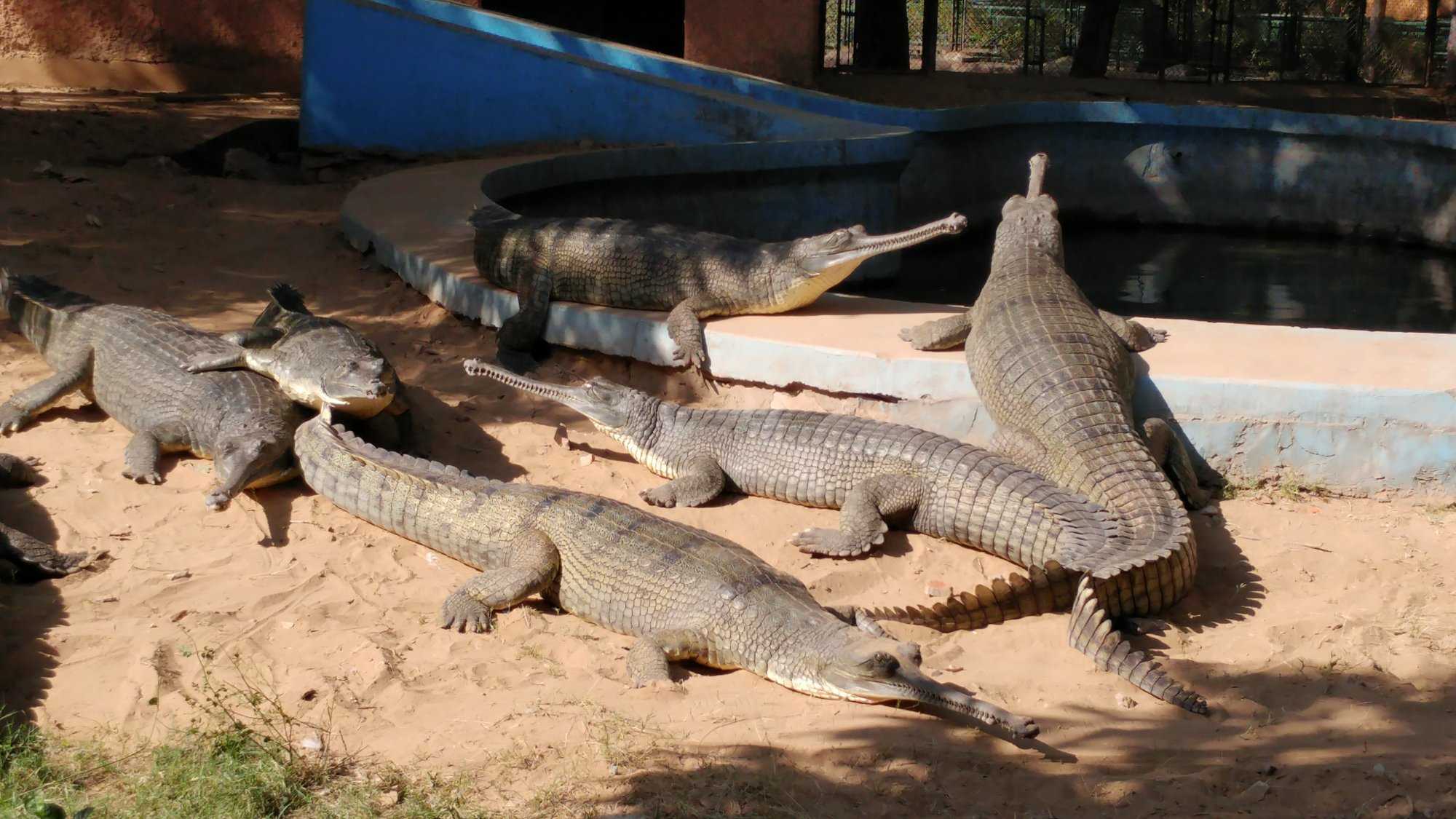 Jaipur Zoo Photo 1