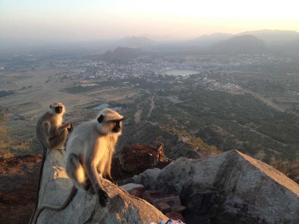 Savitri Temple Photo 2